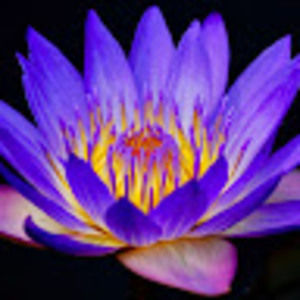 Meet your Posher, Cyn